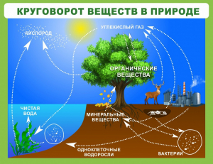 Стенд "Круговорот веществ" - fgospostavki.ru - Семёнов