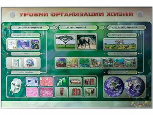 Электрифицированный стенд "Уровни организации жизни" - fgospostavki.ru - Семёнов