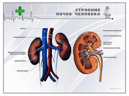 Стенд "Строение почки человека" - fgospostavki.ru - Семёнов