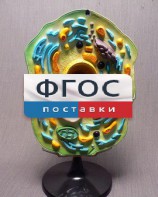 Модель "Клетка растения" - fgospostavki.ru - Семёнов