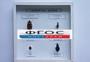 Коллекция "Семейство жуков" - fgospostavki.ru - Семёнов