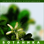 Ботаника. (Цифровая база изображений) - fgospostavki.ru - Семёнов