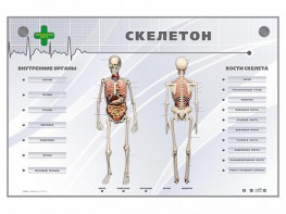 Электрифицированный стенд-тренажер "Скелетон" - fgospostavki.ru - Семёнов