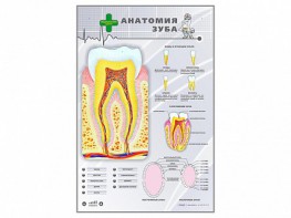 Электрифицированный стенд "Анатомия зуба" - fgospostavki.ru - Семёнов