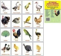 Раздаточные карточки "Птицы домашние и декоративные" - fgospostavki.ru - Семёнов
