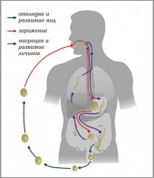 Модель-аппликация Цикл развития аскариды - fgospostavki.ru - Семёнов