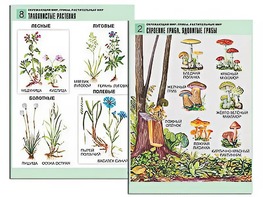 Комплект таблиц "Окружающий мир. Грибы. Растительный мир" (12 таблиц, А1, ламинированные) - fgospostavki.ru - Семёнов