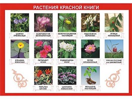 Таблица демонстрационная "Растения Красной книги" (винил 100*140) - fgospostavki.ru - Семёнов