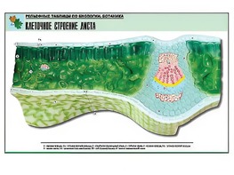 Рельефная таблица "Клеточное строение листа" (формат А1, матовое ламинирование) - fgospostavki.ru - Семёнов
