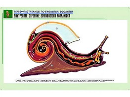 Рельефная таблица "Внутреннее строение брюхоногого моллюска" (формат А1, матовое ламинирование) - fgospostavki.ru - Семёнов