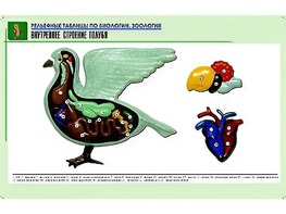Рельефная таблица "Внутреннее строение голубя" (формат А1, матовое ламинирование) - fgospostavki.ru - Семёнов