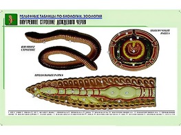 Рельефная таблица "Внутреннее строение дождевого червя" (формат А1, матовое ламинирование) - fgospostavki.ru - Семёнов
