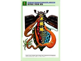 Рельефная таблица "Внутреннее строение жука" (формат А1, матовое ламинирование) - fgospostavki.ru - Семёнов