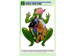 Рельефная таблица "Внутреннее строение лягушки" (формат А1, матовое ламинирование) - fgospostavki.ru - Семёнов