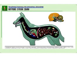 Рельефная таблица "Внутреннее строение собаки" (формат А1, матовое ламинирование) - fgospostavki.ru - Семёнов