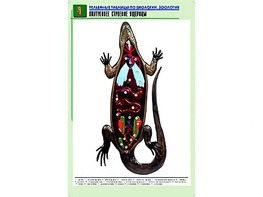Рельефная таблица "Внутреннее строение ящерицы" (формат А1, матовое ламинирование) - fgospostavki.ru - Семёнов