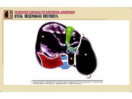 Рельефная таблица "Печень. Висцеральная поверхность" (формат А1, матовое ламинирование) - fgospostavki.ru - Семёнов
