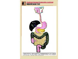 Рельефная таблица "Пищеварительный тракт" (формат А1, матовое ламинирование) - fgospostavki.ru - Семёнов