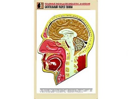 Рельефная таблица "Сагиттальный разрез головы" (формат А1, матовое ламинирование) - fgospostavki.ru - Семёнов
