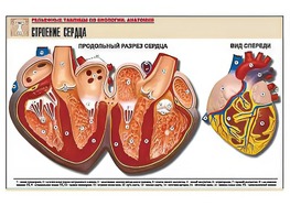 Рельефная таблица "Строение сердца" (формат А1, матовое ламинирование) - fgospostavki.ru - Семёнов