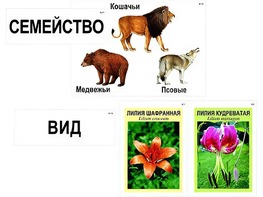 Модель-аппликация "Классификация растений и животных" (ламинированная) - fgospostavki.ru - Семёнов