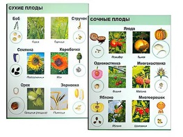 Коллекция "Семена и плоды" - fgospostavki.ru - Семёнов