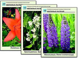 Гербарий фотографический "Основные группы растений" - fgospostavki.ru - Семёнов