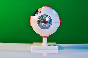 Модель глаза - fgospostavki.ru - Семёнов