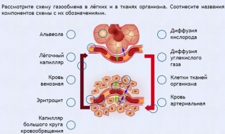 Интерактивные курсы. Биология 9 класс. Расширенный. - fgospostavki.ru - Семёнов