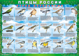 Комплект таблиц "Птицы России (4 листа)" (100х140 сантиметров, винил) - fgospostavki.ru - Семёнов