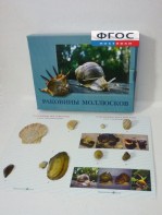 Коллекция "Раковины моллюсков" - fgospostavki.ru - Семёнов