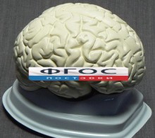 Модель "Мозг в разрезе" (белый) - fgospostavki.ru - Семёнов