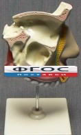 Модель "Разрез носоглотки" - fgospostavki.ru - Семёнов