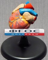 Модель "Сердце" (лабораторная) - fgospostavki.ru - Семёнов