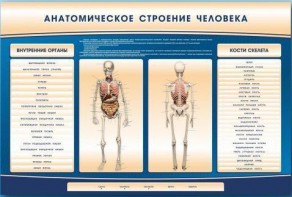 Электрифицированный стенд-тренажер c макетом скелета "Анатомическое строение человека" - fgospostavki.ru - Семёнов