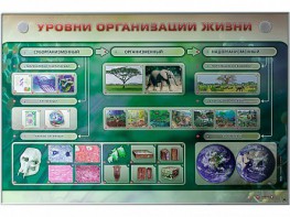 Электрифицированный стенд "Уровни организации жизни" - fgospostavki.ru - Семёнов