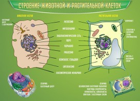 Стенд "Строение животной и растительной клеток" - fgospostavki.ru - Семёнов
