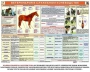 Комплект плакатов "Служебное коневодство" - fgospostavki.ru - Семёнов