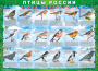 Комплект таблиц "Птицы России (4 листа)" (100х140 сантиметров, винил) - fgospostavki.ru - Семёнов