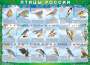 Комплект таблиц "Птицы России (4 листа)" (100х140 сантиметров, винил) - fgospostavki.ru - Семёнов