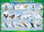 Комплект таблиц "Птицы России (4 листа)" (100х140 сантиметров, винил) - fgospostavki.ru - Семёнов