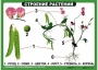 Комплект таблиц "Ознакомление с окружающим миром 1-4 класс" - fgospostavki.ru - Семёнов